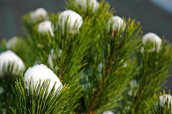 Сдать елку на переработку можно будет в Сосенском с 2 января